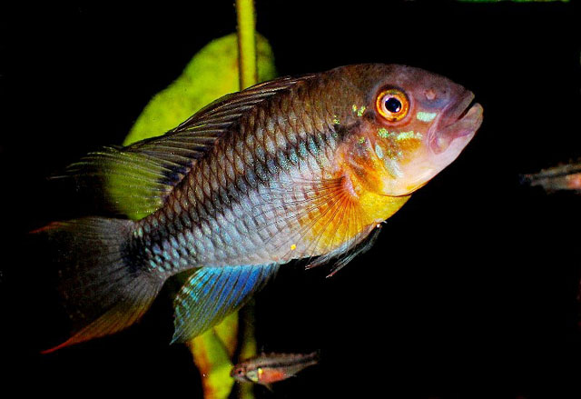 Apistogramma huascar